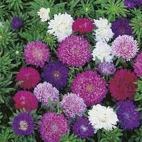 Lorvox Aster Mix Flower Seed Price In India Buy Lorvox Aster Mix