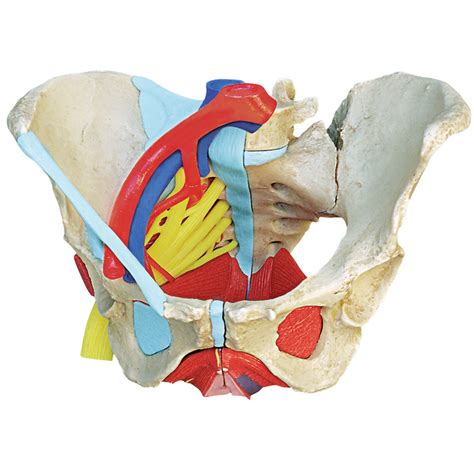 Anatomical Female Pelvis Model Childbirth Graphics