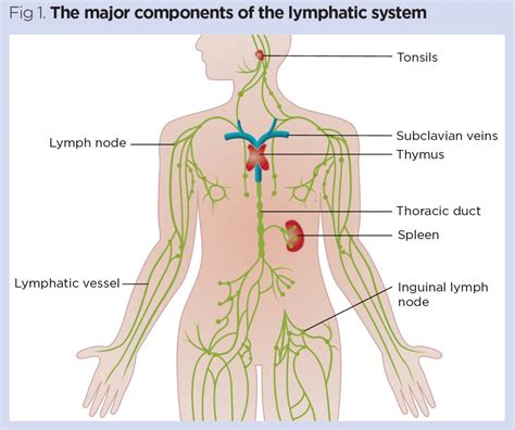 The Lymphatic System 1 Structure Function And Oedema Nursing Times