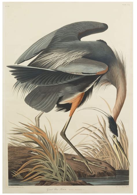 John James Audubon (American, 1785-1851) 
