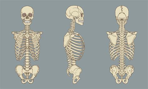 Human Torso Skeletal Anatomy Pack Vector Vector Art At Vecteezy