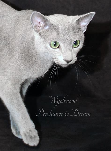 Wychwood Russian Blue Cats Little Home Bred Boy Is Growing Up Fast