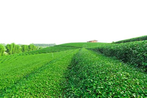 Green Tea Field Isolated On White Background Stock Image Image Of
