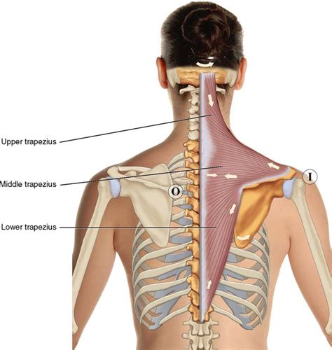 Muscles Of The Shoulder Girdle And Arm Musculoskeletal Key My XXX Hot