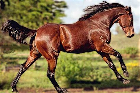 Most Expensive Horses In The World 2023 Gustavo Mirabal Castro