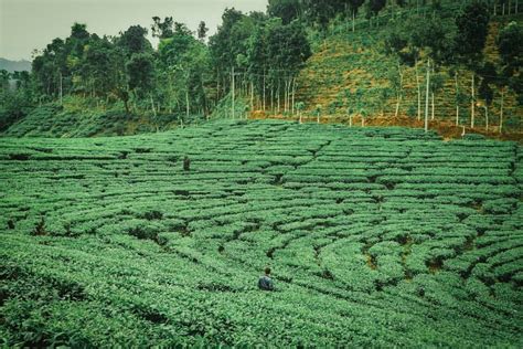 Biaya tiket masuk objek wisata di bali yang terdapat pada halaman ini, dapat berbeda dengan biaya tiket masuk yang akan di bayarkan di lokasi. 10 Spot Foto Keren Kebun Teh Gunung Gambir Tiket Masuk & Alamat - Wisata Oke