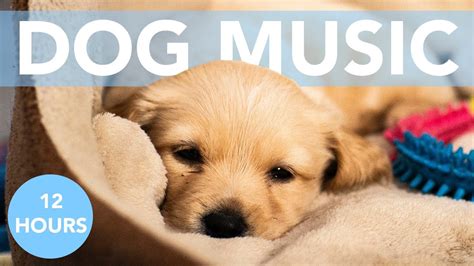 12 Hours Of Calming Music For Dogs Soothe Anxiety Youtube