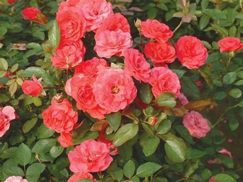 The flowers look like stars. Choose Specific Types Of Roses For Your Garden