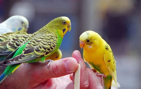 Budgerigar Parakeet Information And Pictures Petguide Petguide