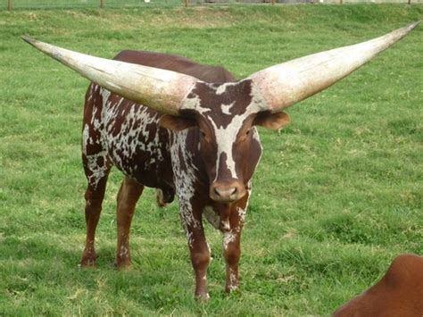 40 Pictures Of Bulls With Really Big Horns Tail And Fur