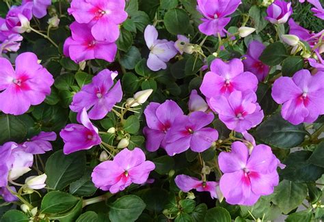 We ship best house plants for home & garden easy refund free delivery | buy plants now! Free Images : flower, petal, flora, shrub, india, kolkata ...