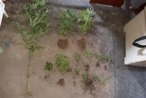 Allanan Un Domicilio Y En El Patio Encontraron 13 Plantas De Marihuana