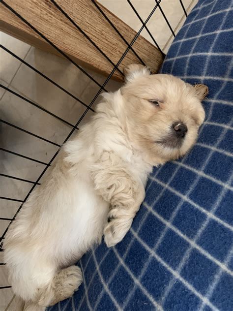 Last One Female Maltese X Shih Tzu Puppy For Sale Petsforhomes