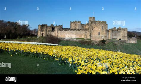 Alnwick Castle In Spring Time Viewed Looking Across The Daffodils