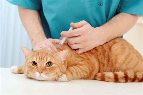 Vẫn thực hiện thông điệp 5k sau tiêm. Tiêm phòng cho mèo và những thông tin cần lưu ý - PetCare