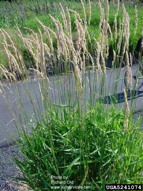 Reed Canary Grass Ontario Invasive Plant Council