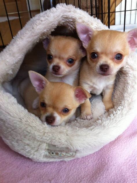 Tiny and fragile but alert and bold, chihuahuas are the world's smallest breed. "My Breeder Said" - Newtown Square Veterinary Hospital