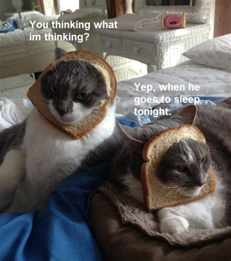 Image 560980 Cat Breading Know Your Meme