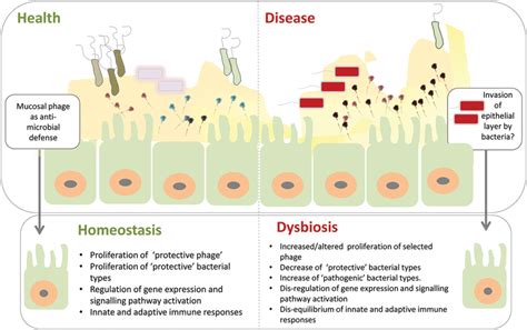Model Of Phage Mediated Dysbiosis Genetic And Environmental Factors