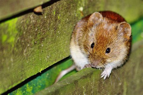 How To Keep Voles Out Of Your Yard
