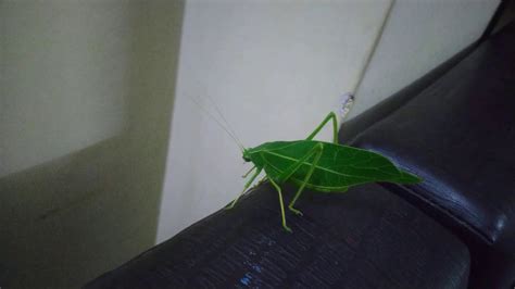 Katydid Insect Looks Like Leaf And Green Colour At My Home