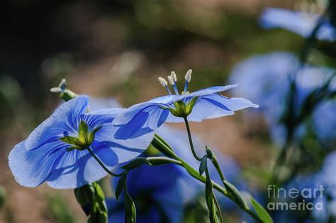 Wild Western Blue Flax Photograph By John Bartelt Fine Art America