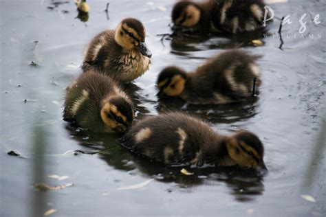 Cute Little Ducks Page Sias Photo Design