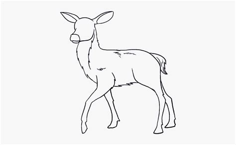 How To Draw A Deer In A Few Easy Steps Easy Drawing Deer Drawing Hd