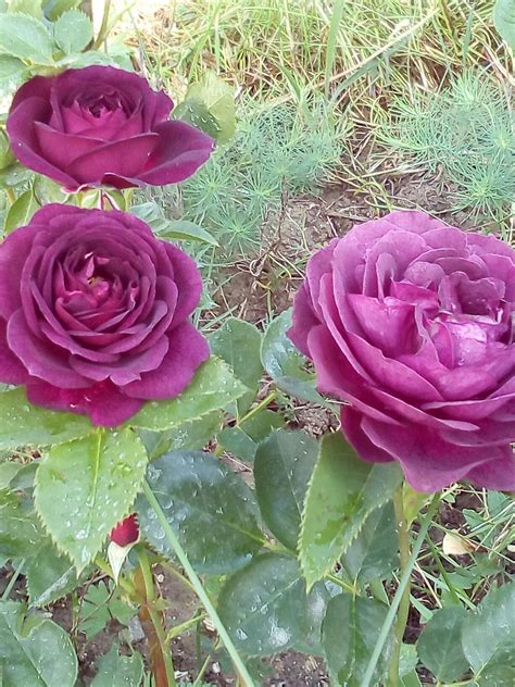 Ebb Tide Weksmopur Purple Eden Rose Flowers Garden