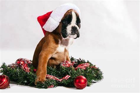 Christmas Boxer Dog Puppy Photograph By Doreen Zorn