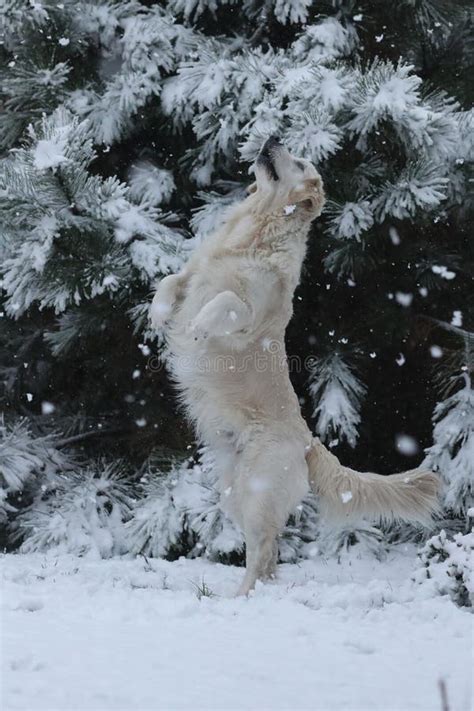 Cute Golden Retriever Running And Playing In The Snow Stock Image