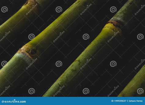 Sugar Cane Macro Close Up Stock Image Image Of Plant 199939637