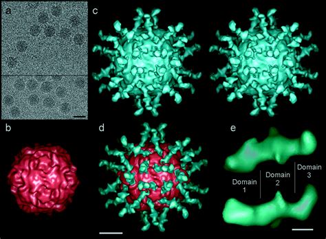 Three Dimensional Structure Of Poliovirus Receptor Bound To Poliovirus