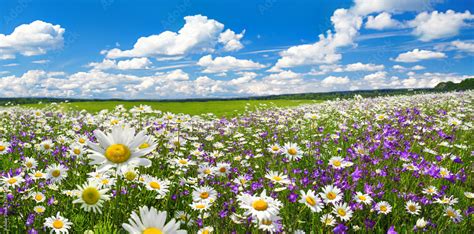 Spring Landscape Panorama With Flowering Flowers On Meadow Stock Foto