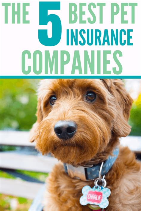 5 Best Pet Insurance Companies With Affordable Rates Coupon Chief