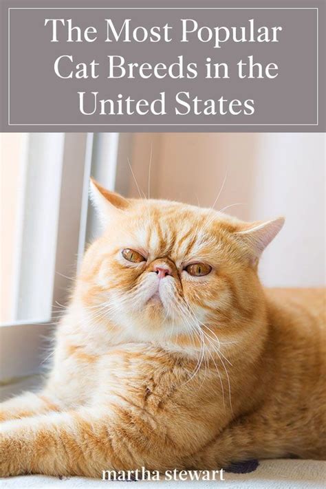 The Most Popular Cat Breeds In The United States Popular Cat Breeds