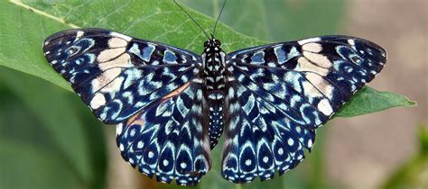 Découvrez Les 10 Plus Beaux Papillons Du Monde Boutique Papillon