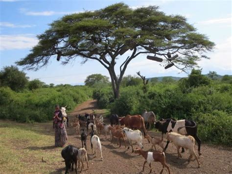 Acacia Tree The Coolest Tree In Africa Chic African Culture