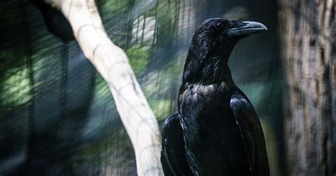 Raven Perched At National Zoo Jasonian Photography