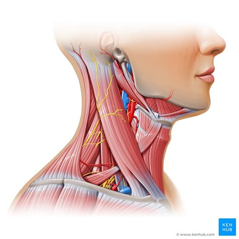 Neck Anatomy Muscles Glands Organs Kenhub Sexiz Pix