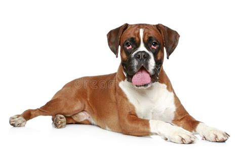 Boxer Dog Portrait Stock Photo Image Of Whelp Cute 19223152