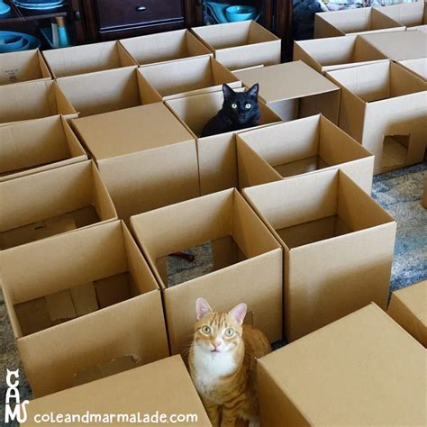 5 Reasons Why Cats Love Cardboard Boxes So Much Cardboard Cat House Cat House Diy Cardboard Box