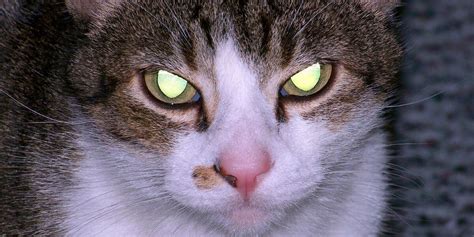 Why Do My Cats Eyes Glow A Green Colour At Night