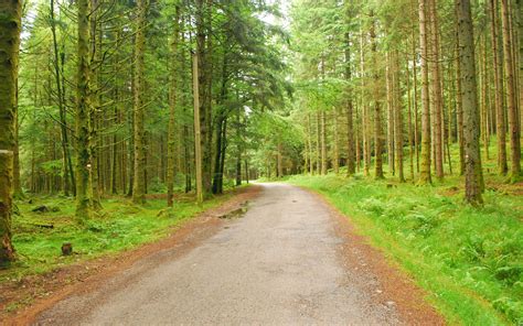 Forest Trees Nature Roads High Resolution Pictures