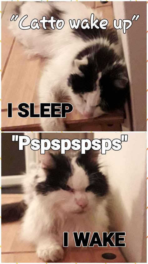 My Cat In 2020 Memes Poster Wake Up