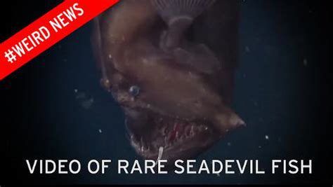 Nightmarish Sea Devil Fish Caught On Camera For The First Time