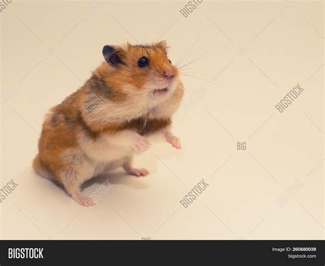 Cute Syrian Hamster Image And Photo Free Trial Bigstock
