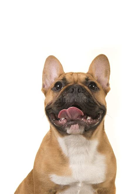 Portrait Of A French Bulldog Smiling With Mouth Open Looking Up Stock