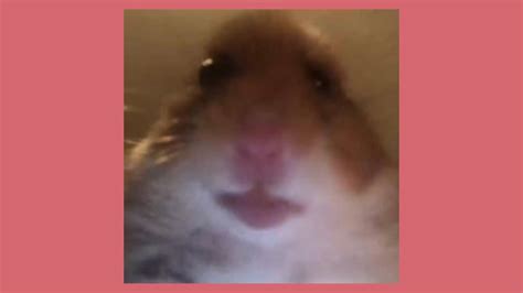 Staring Hamster Meme Tik Tok Youtube