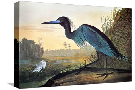 Audubon Little Blue Heron Gallery Wrapped Canvas Print Wall Art By